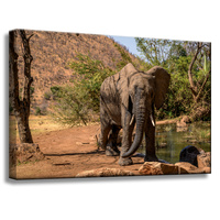 Obraz na płótnie Słoń Afryka Woda Błoto Słońce 60x40 cm