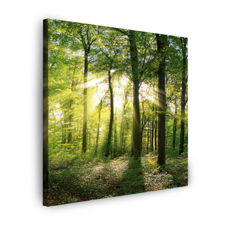 Obraz na płótnie Słońce Las Drzewa Promienie Światła 40X40 cm