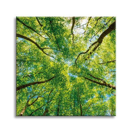 Obraz na płótnie Drzewa Liście Natura Las Wiosna 50X50 cm