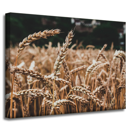 Obraz na płótnie Natura Pole pszenicy 40x30 cm
