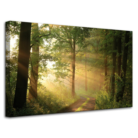 Obraz na płótnie Światło Słońca Las Ścieżka Natura 80x50 cm