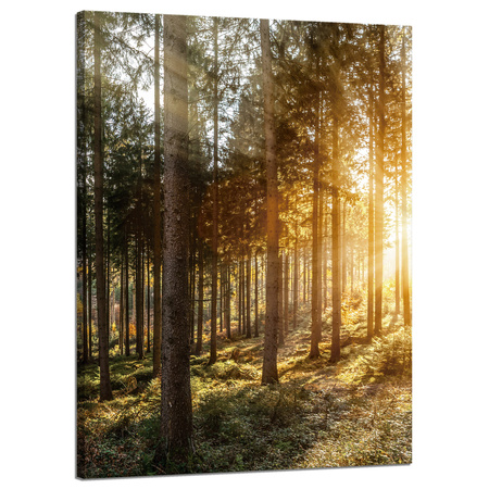Obraz na płótnie Brzozy Drzewa Słońca Poranek 50x70 cm