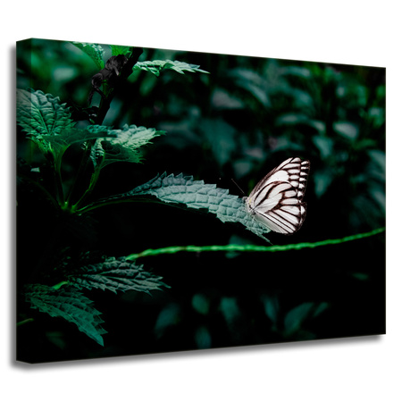 Obraz na płótnie Natura Motylek 40x30 cm