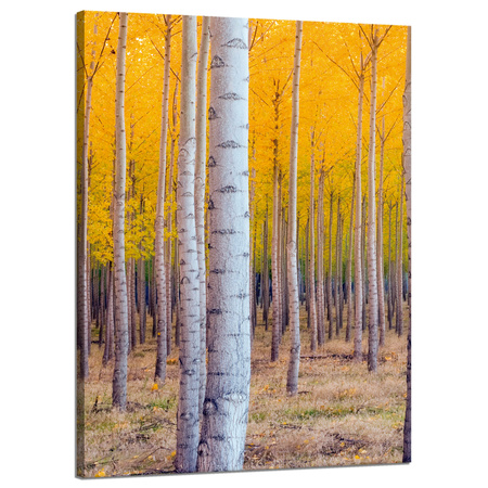 Obraz na płótnie Brzozy Jesienią Żółte Liście 50x70 cm