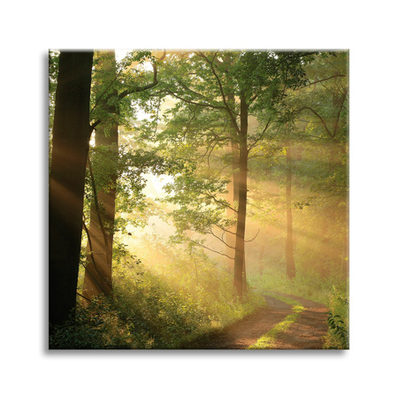 Obraz na płótnie Światło Słońca Las Ścieżka Natura 60X60 cm