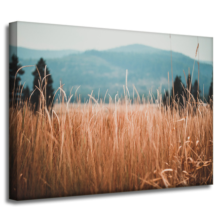 Obraz na płótnie Natura Źdźbła trawy 40x30 cm