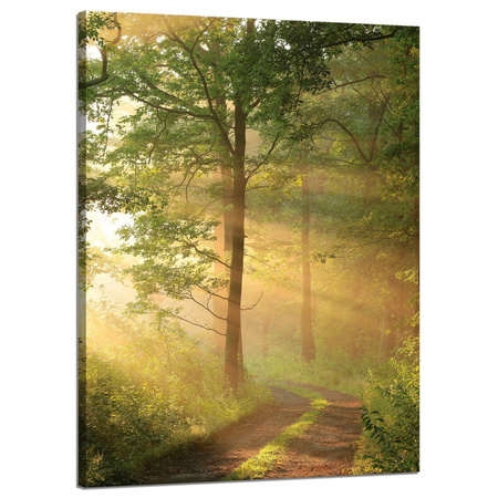 Obraz na płótnie Światło Słońca Las Ścieżka Natura 50x70 cm