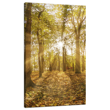 Obraz na płótnie Słońce między Drzewami w Lesie 70x120 cm