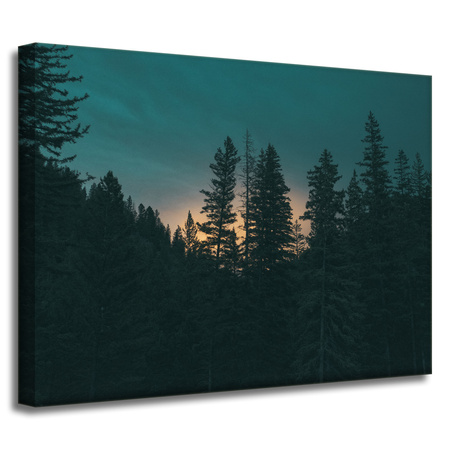 Obraz na płótnie Natura Las o zmroku 40x30 cm