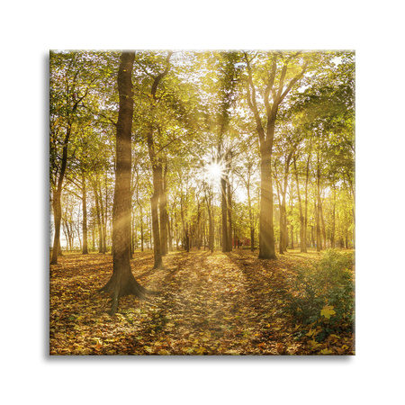 Obraz na płótnie Słońce między Drzewami w Lesie 40X40 cm