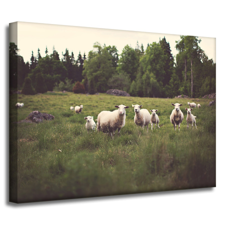 Obraz na płótnie Natura Owce na pastwisku 40x30 cm