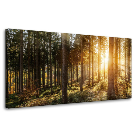 Obraz na płótnie Brzozy Drzewa Słońca Poranek 80x40 cm