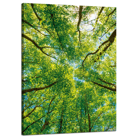 Obraz na płótnie Drzewa Liście Natura Las Wiosna 50x70 cm