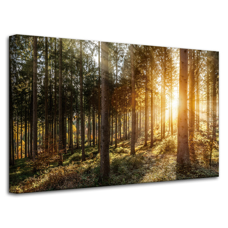 Obraz na płótnie Brzozy Drzewa Słońca Poranek 80x50 cm