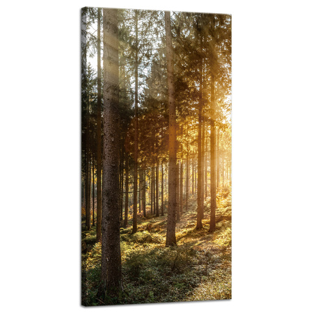 Obraz na płótnie Brzozy Drzewa Słońca Poranek 40x80 cm