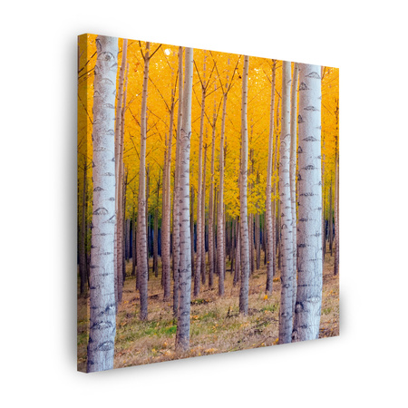 Obraz na płótnie Brzozy Jesienią Żółte Liście 60X60 cm