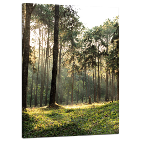 Obraz na płótnie Las Drzewa Słońce Natura 50x70 cm