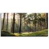 Obraz na płótnie Las Drzewa Słońce Natura 80x40 cm