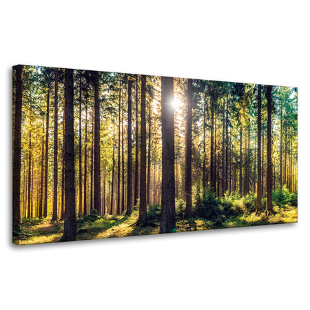 Obraz na płótnie Las Słońce Drzewa Wiosna Poranek 80x40 cm