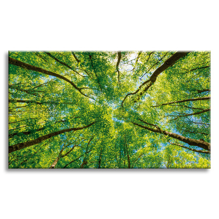Obraz na płótnie Drzewa Liście Natura Las Wiosna 70x50 cm