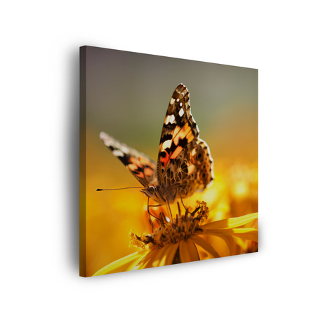 Obraz na płótnie Zwierzęta Motyl na Kwiatku 60x60