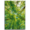 Obraz na płótnie Drzewa Liście Natura Las Wiosna 50x70 cm