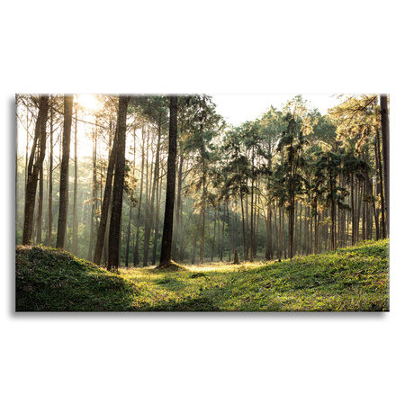 Obraz na płótnie Las Drzewa Słońce Natura 70x50 cm