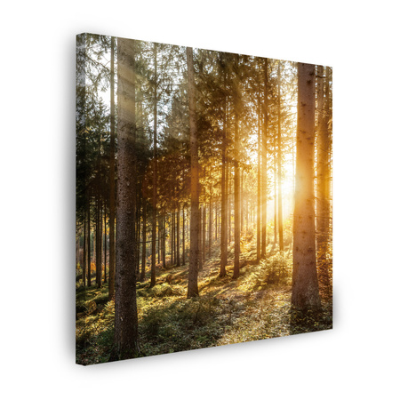Obraz na płótnie Brzozy Drzewa Słońca Poranek 60X60 cm