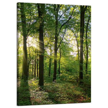 Obraz na płótnie Słońce Las Drzewa Promienie Światła 50x70 cm