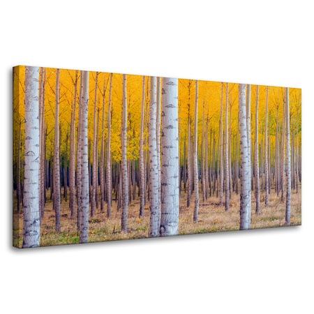 Obraz na płótnie Brzozy Jesienią Żółte Liście 80x40 cm