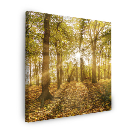Obraz na płótnie Słońce między Drzewami w Lesie 50X50 cm