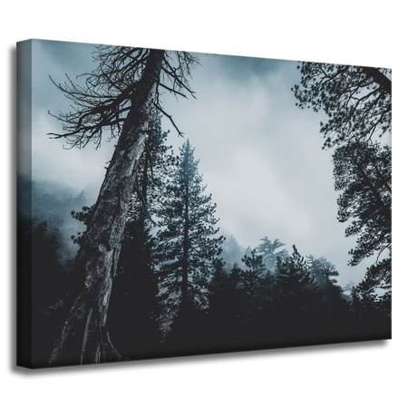 Obraz na płótnie Natura Korony drzew 40x30 cm