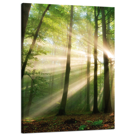 Obraz na płótnie Słońce w Lesie Drzewa Natura 50x70 cm