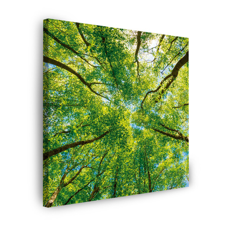 Obraz na płótnie Drzewa Liście Natura Las Wiosna 40X40 cm