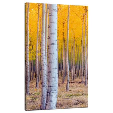 Obraz na płótnie Brzozy Jesienią Żółte Liście 70x120 cm