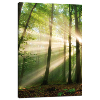 Obraz na płótnie Słońce w Lesie Drzewa Natura 40x60 cm