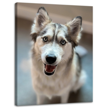 Obraz na płótnie Zwierzęta Pies husky 30x40 cm