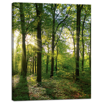 Obraz na płótnie Słońce Las Drzewa Promienie Światła 40x50 cm