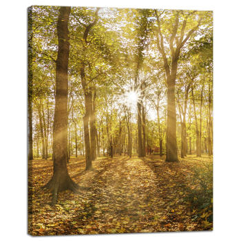Obraz na płótnie Słońce między Drzewami w Lesie 40x50 cm