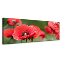 Obraz na płótnie Botanika Czerwone maki 120x40 cm Kwiaty Flora