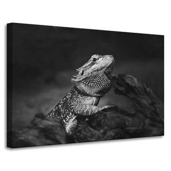 Obraz na płótnie Jaszczurka Gad Czarno-Białe Natura 90x60