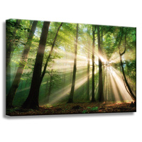 Obraz na płótnie Słońce w Lesie Drzewa Natura 60x40 cm