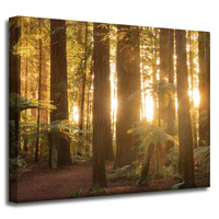 Obraz na płótnie Promienie Słońca Las Drzewa  50x40 cm