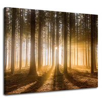 Obraz na płótnie Słońce w Lesie Światło Drzewa 100x80 cm