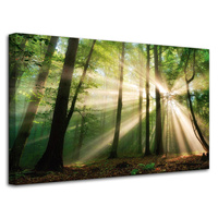 Obraz na płótnie Słońce w Lesie Drzewa Natura 80x50 cm