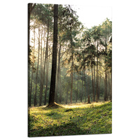 Obraz na płótnie Las Drzewa Słońce Natura 50x80 cm
