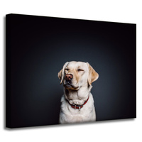 Obraz na płótnie Zwierzęta Labrador 40X30 cm