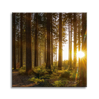 Obraz na płótnie Zachód Słońca Las Drzewa Przyroda 40X40 cm