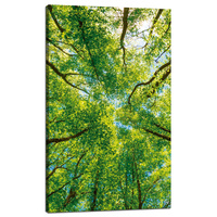 Obraz na płótnie Drzewa Liście Natura Las Wiosna 60x100 cm
