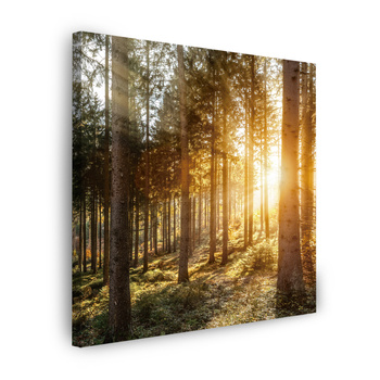 Obraz na płótnie Brzozy Drzewa Słońca Poranek 60X60 cm